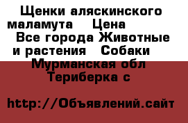 Щенки аляскинского маламута  › Цена ­ 15 000 - Все города Животные и растения » Собаки   . Мурманская обл.,Териберка с.